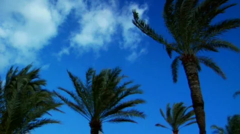 Palm Tree Pan Stock-Footage 93173