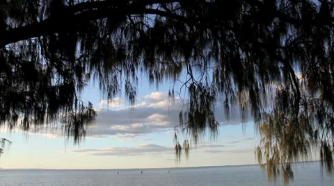 Palm Tree Pan Stock Footage 8660084