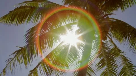 Palm Tree Pan Stockbeeldmateriaal 21914821