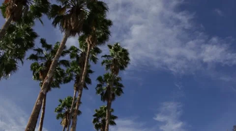 Palm Tree Pan Stock Footage 48972636