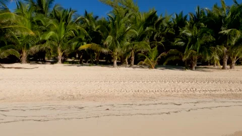 PALM TREE PAN ON TROPICAL BEACH Video stock 242025143