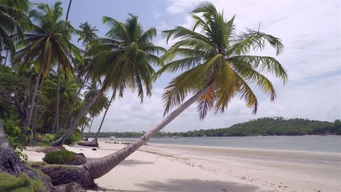 Palm tree at paradise beach 스톡 동영상 71285488