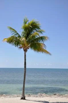 Palm Tree in Paradise Stock Photos
