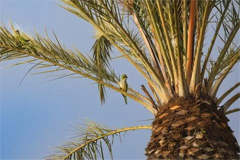 Palm tree with Parakeets in the fronds of the tree Stock Photos