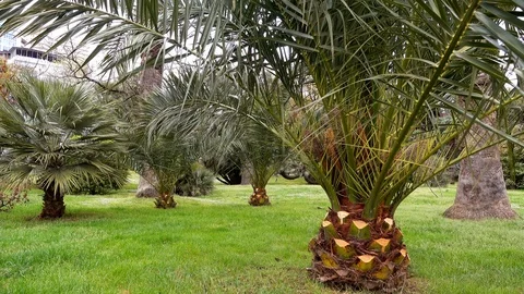 Palm tree park in the city Stock Footage 111918085