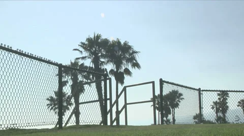 Palm Tree Park (in Los Angeles) Stock Footage 33735837