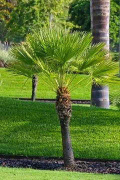 Palm tree in the park Stock Photos