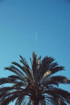 Palm tree in the park Stock Photos