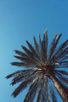 Palm tree in the park Stock Photos