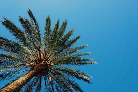 Palm tree in the park Foto stock