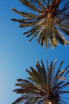 Palm tree in the park Foto stock