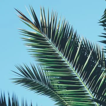 Palm tree in the park Stock Photos