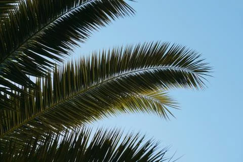 Palm tree in the park Stock Photos