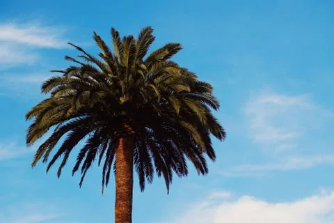 Palm tree in the park Stock Photos