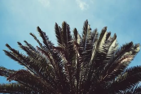 Palm tree in the park Stock Photos