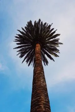 Palm tree in the park Stock Photos