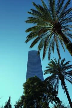 Palm tree in the park Stock Photos