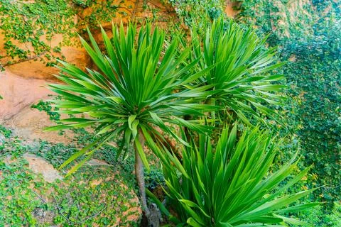 Palm tree in the park. 스톡 사진