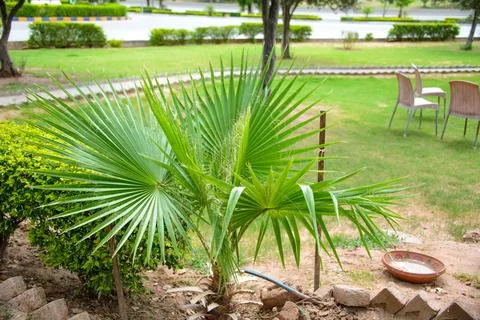 Palm tree in the park Foto stock