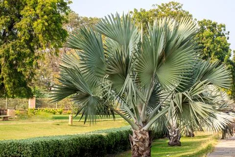 Palm tree in a park Stock Photos