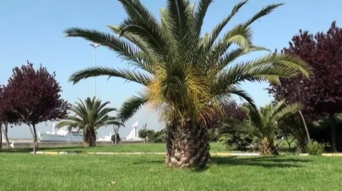 A palm-tree in a park at the seaside Stock Footage 7744054