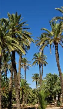 Palm tree path Stock Photos
