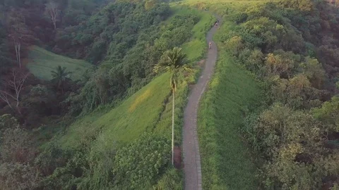 Palm tree on the path way on the top of the green hill in the deep jungle Stock Footage 100274983