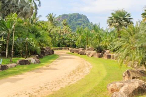 Palm tree pathways Foto stock