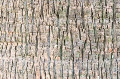 Palm tree pattern Stock Photos