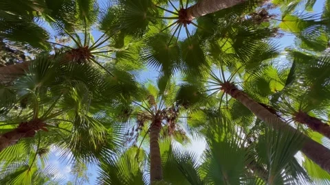Palm tree pattern viewed from below with swaying tropical crowns, sunlight Stock Footage 345037105