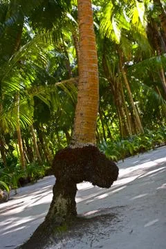 Palm tree as a penis Foto stock