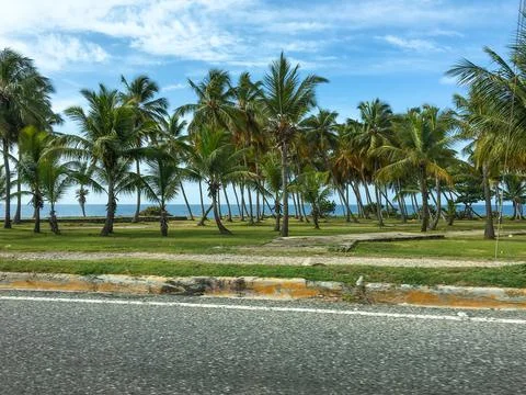 Palm tree perspective view Stock-Fotos