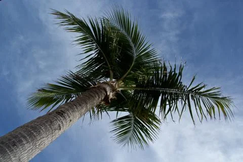 Palm Tree Stock Photos
