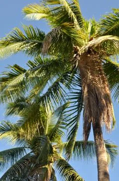Palm tree Stock Photos