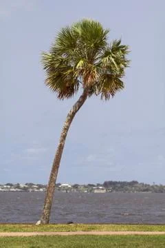Palm tree Stock Photos