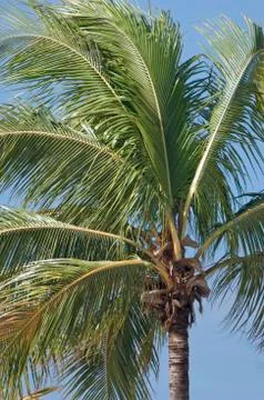 Palm tree Stock Photos