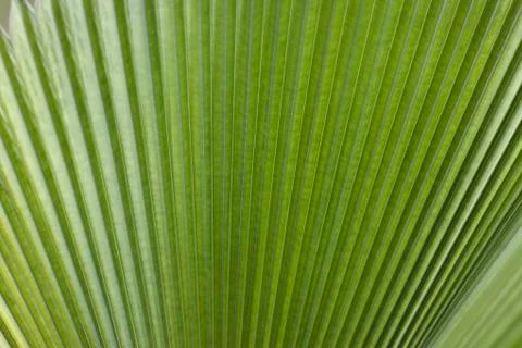 Palm tree Stock Photos