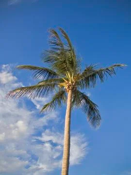 Palm tree Stock Photos