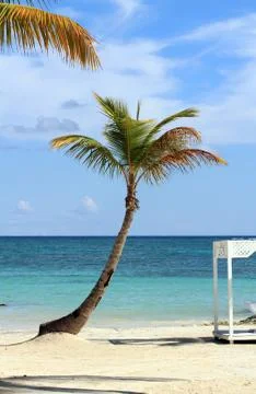 Palm tree Stock Photos