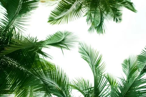 Palm tree Foto stock