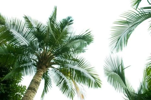 Palm tree Stock Photos