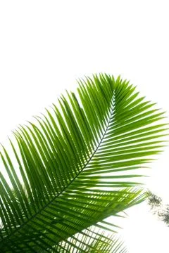 Palm tree Foto stock