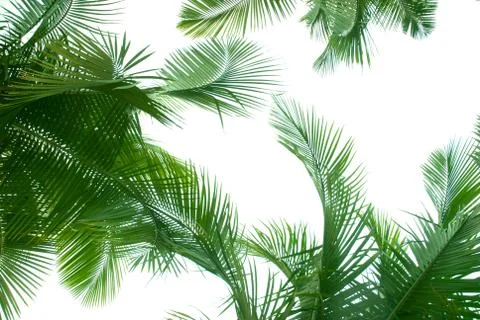 Palm tree Stock Photos