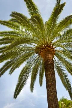 Palm tree Stock Photos