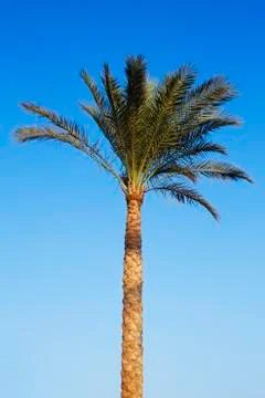 Palm tree Stock Photos