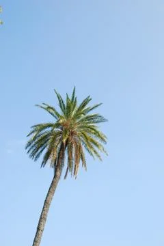 Palm tree Stock Photos