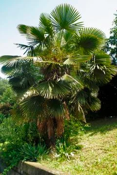 Palm tree Stock Photos