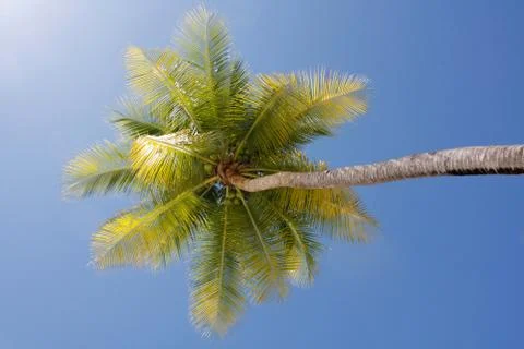 Palm tree Stock Photos