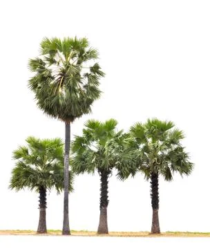Palm tree Stock Photos