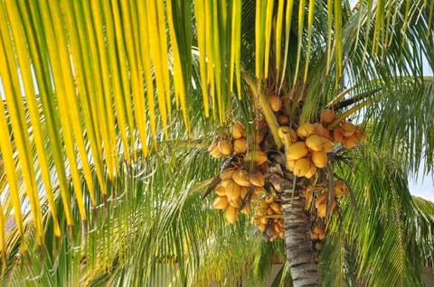 Palm tree Stock Photos